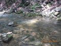 fowlers hollow.Laural run 06-09-14 059